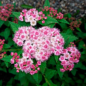  Спирея (Spiraea) японская Спарклинг Шампань d9 h20 