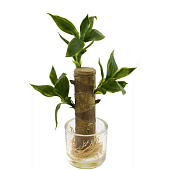 Искусственный цветок в вазе Юкка, 18х15х33 см Искусственный цветок в вазе Юкка, 18х15х33 см