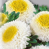 Астра Помпонная Белая СА Астра Помпонная Белая СА