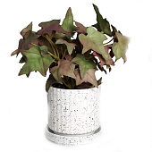 Искусственный цветок в горшке Плющ комнатный ультра, мягкий лист, 15х7 см, микс, 10455217 Искусственный цветок в горшке Плющ комнатный ультра, мягкий лист, 15х7 см, микс, 10455217