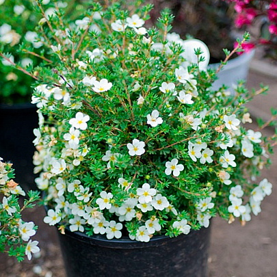  Лапчатка (Potentilla) кустарниковая МакКейс Уайт d9 h25 