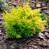  Барбарис (Berberis) тунб. Эвита d9 h20-30 