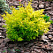  Барбарис (Berberis) тунб. Эвита d9 h20-30 