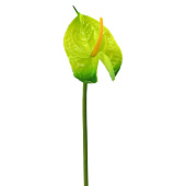 Искусственный цветок Антуриум, h-60 см, микс, 10922-9565, 271637 Искусственный цветок Антуриум, h-60 см, микс, 10922-9565, 271637