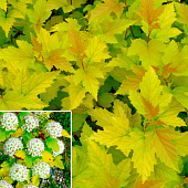  Пузыреплодник (Physocarpus) калинолист. Наггет d9 h25-35 