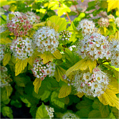  Пузыреплодник (Physocarpus) калинолист. Наггет d14 h20-30 