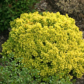 Барбарис (Berberis) тунб. Аурея d9 Барбарис (Berberis) тунб. Аурея d9