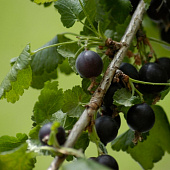 Смородина (Ribes) Йошта (гибрид смор/крыж) d9 