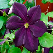 Клематис (Clematis) Романтика d9 h35 