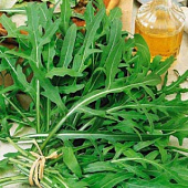 Рукола Гурман (Двурядник тонколистный) Рукола Гурман (Двурядник тонколистный)