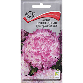 Астра Дюшес Роуз энд Вайт пионовидная Астра Дюшес Роуз энд Вайт пионовидная