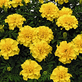 Бархатцы Джипси Саншайн махровые СА Бархатцы Джипси Саншайн махровые СА