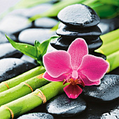 Штора для ванной Бамбук с цветком 180x200 (ШхВ) 02-19 Brimix Штора для ванной Бамбук с цветком 180x200 (ШхВ) 02-19 Brimix