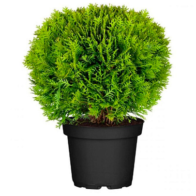  Туя (Thuja) западная Даника d9 h30 