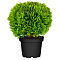  Туя (Thuja) западная Даника d9 h30 