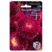 Астра Хризантелла Тропикана Биотехника Астра Хризантелла Тропикана Биотехника