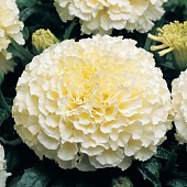 Морковь Канада лента 6 м ЗС Морковь Канада лента 6 м ЗС