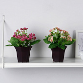 Искусственный цветок в горшке Тысячелистник, 8х17 см, микс, 10084532 Искусственный цветок в горшке Тысячелистник, 8х17 см, микс, 10084532