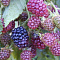  Ежевика (Rubus) кустистая Торнлесс Эвергрин d9 