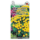 Хризантема Золотой шар, ЗС Хризантема Золотой шар, ЗС