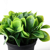 Искусственный цветок в горшке Хавортия ладьевидная 7х10 см 9750536 Искусственный цветок в горшке Хавортия ладьевидная 7х10 см 9750536