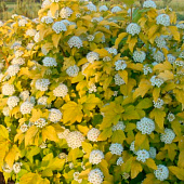  Пузыреплодник (Physocarpus) калинолист. Дартс Голд d14 h30-40 