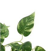 Искусственный цветок в горшке Сциндапсус, 18х17 см, 9499358 Искусственный цветок в горшке Сциндапсус, 18х17 см, 9499358