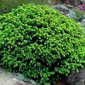  Ель (Picea) канадская Эхиниформис 2л h15-20 