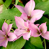  Клематис (Clematis) Маргарет Хант d9 h35 