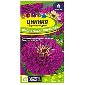 Циния Фиолетовая Королева СА Циния Фиолетовая Королева СА