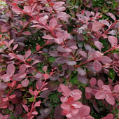 Барбарис (Berberis) отт. Суперба d9 h20-30 Барбарис (Berberis) отт. Суперба d9 h20-30